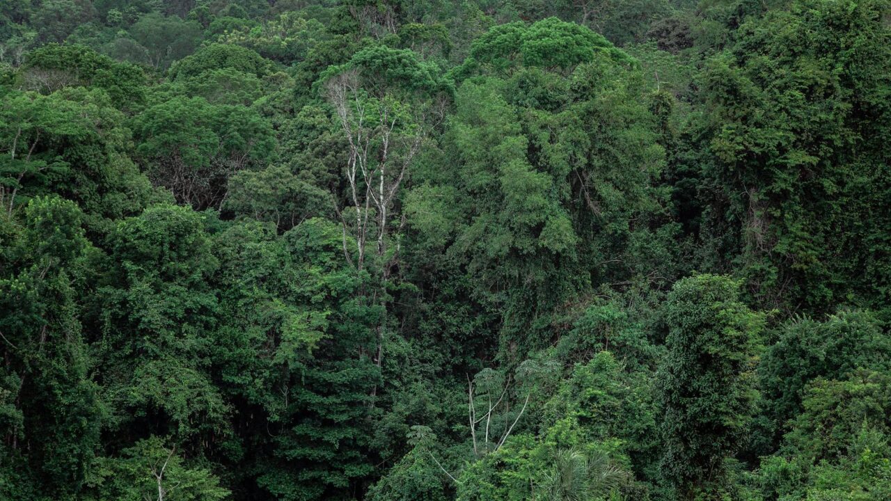 A dense tropical forest with a variety of tree species and lush greenery.