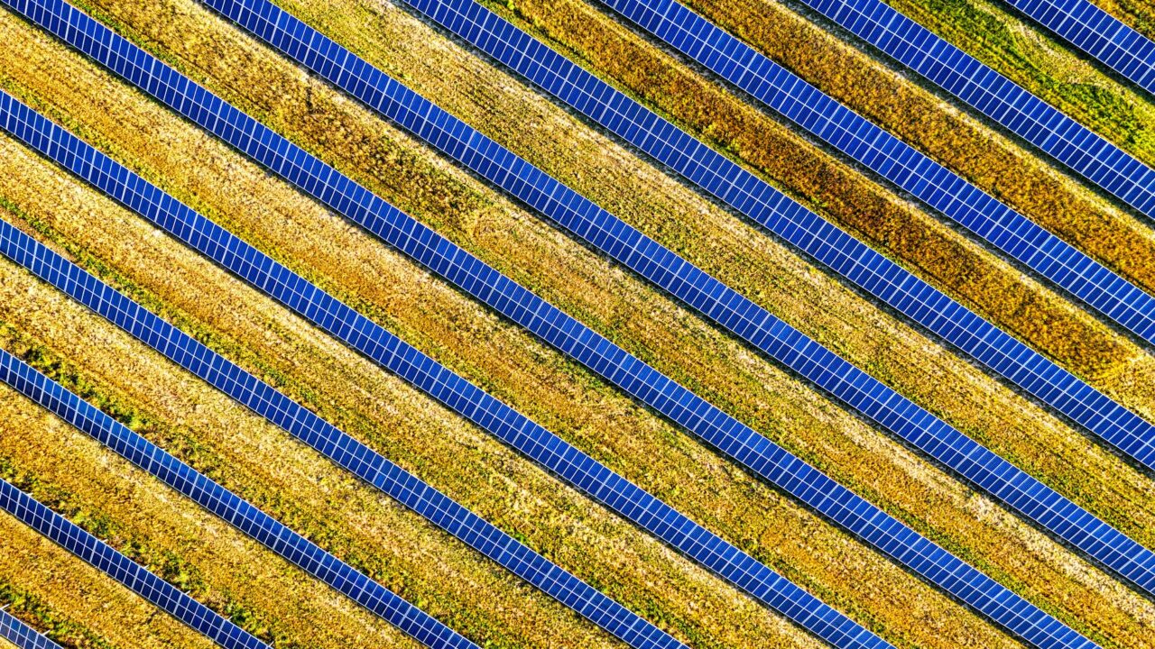 Rows of crops in a field with blue and yellow stripes.