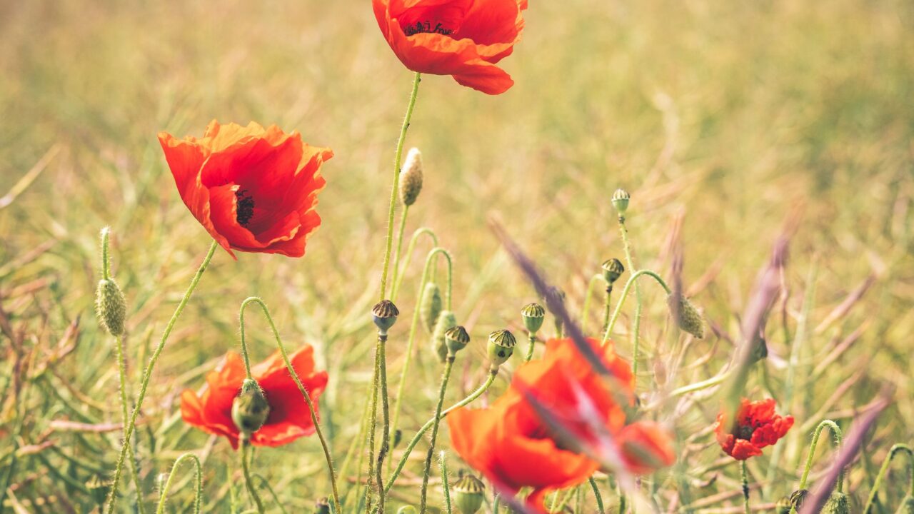 A field of vibrant red poppies in bloom, with a clear blue sky in the background.