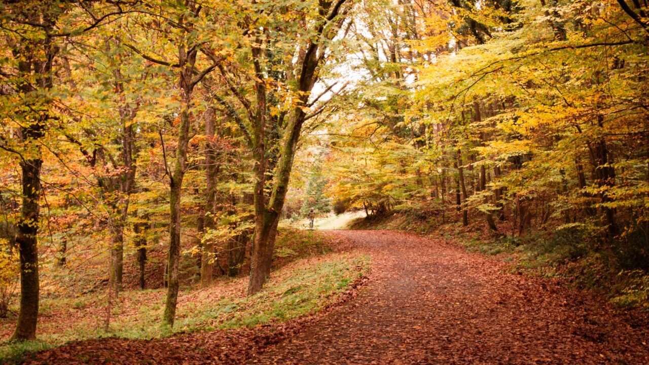 A winding path through a forest during autumn, with fallen leaves covering the ground.