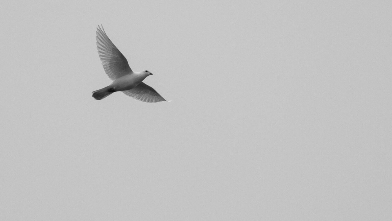A single bird in flight against a cloudy sky, symbolizing freedom and the beauty of nature.