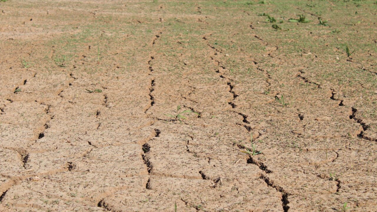 A field of cracked earth, showing signs of drought and lack of water.
