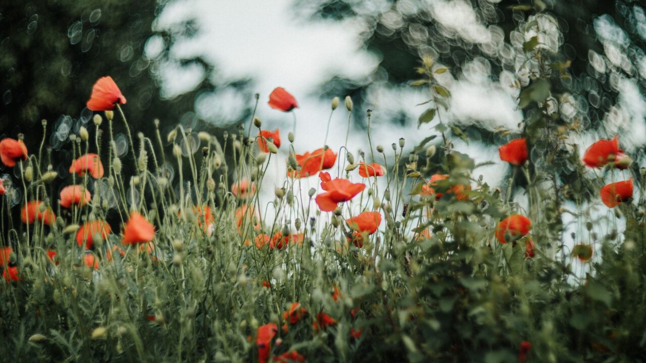 Red poppies growing in a green meadow.