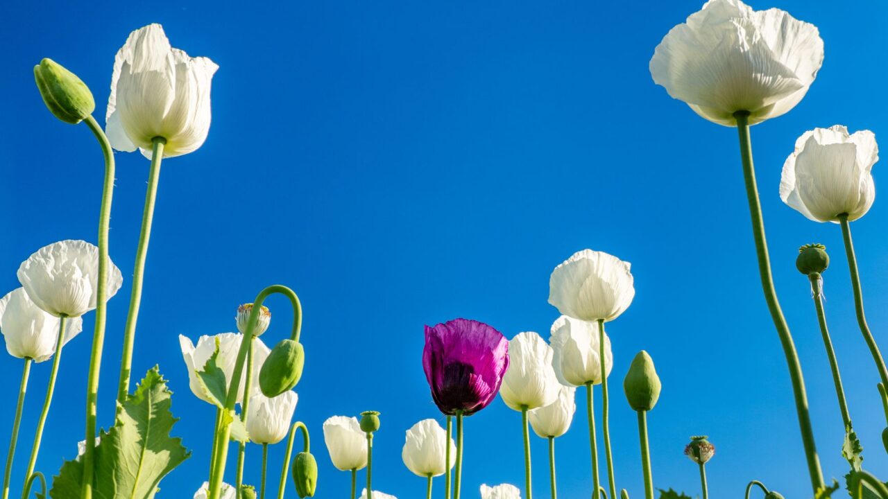 A field of poppies blooming under a clear blue sky.
