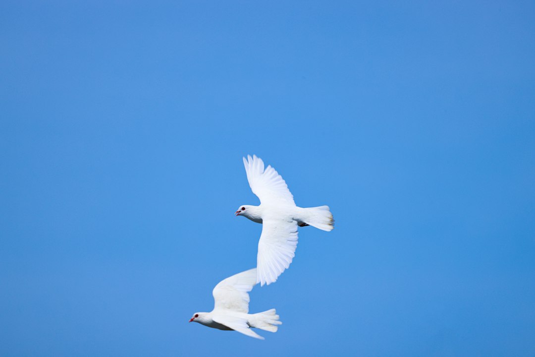 Two white doves flying against a blue sky.